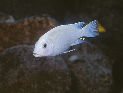 Maylandia callainos 'Magunga'